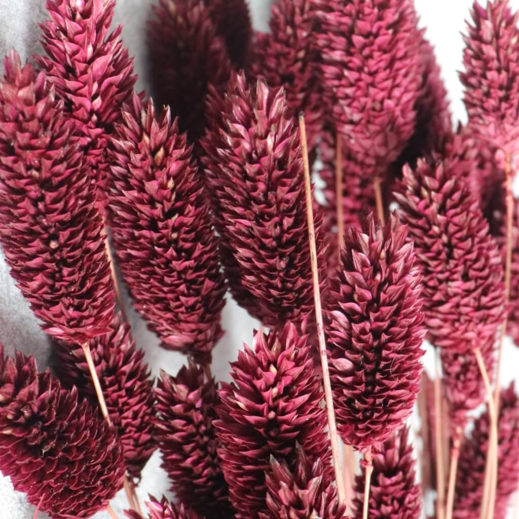 Sušený Phalaris Chrastice v bordo barvě – přírodní dekorativní tráva do vázy, věnců a květinových aranžmá